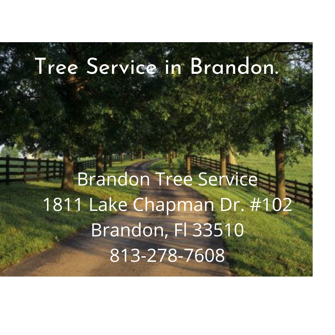 Brandon Tree Service