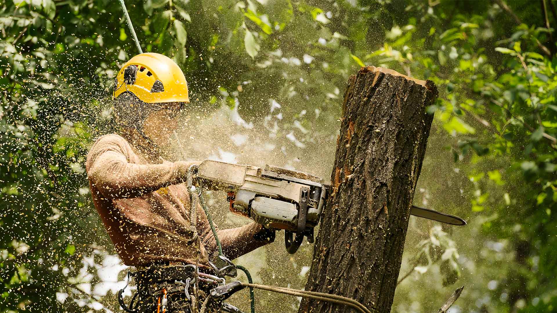 Apopka Tree Pros