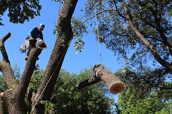 Allen's Tree Works