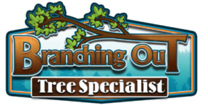 cropped-branching-out-tree-specialist-1-1-e1654095407487.png