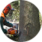 Ashford Tree Care